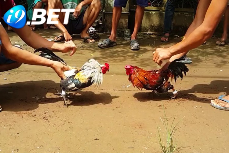 Điểm thu hút của đá gà i9bet