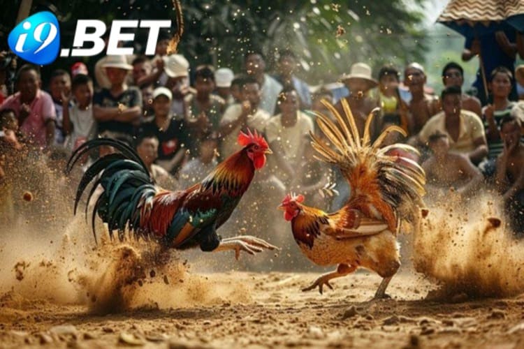 Kinh nghiệm đá gà bất bại i9bet