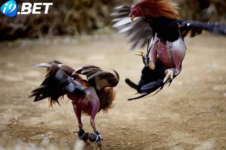 Đôi nét về đá gà i9bet